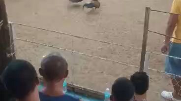 asil sweater win 7months sila lahat ni laban magkakapatid vs puro mga cock kalaban paa lng sugat