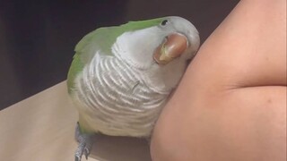 养只小鹦鹉，你就能每天享受这样的亲密贴贴~