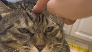 Single click is a short meow, double click is a long meow, and long press is an attack.