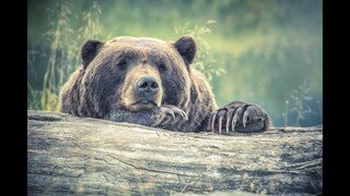 Ed Wiseman Killed The Last Grizzly In Colorado by Stabbing It With An Arrow