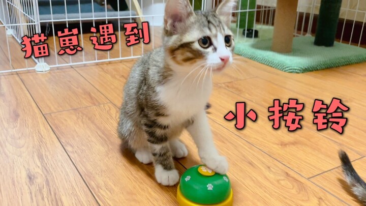 เมื่อลูกแมวน้อยเรียนรู้การกดกริ่งแล้ว ก็เริ่มฝึกเจ้าของไปด้วย