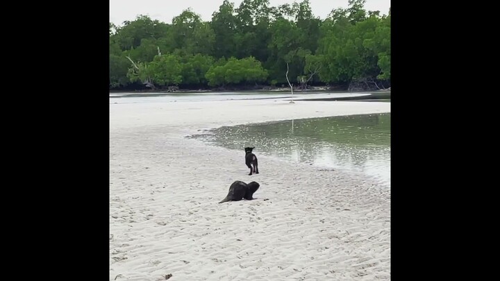 Otter Uma and Rottweiler puppy at the beach. #otter #rotteweiler