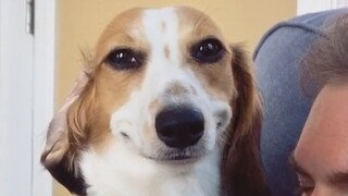 Ketika Anjing Anda Lebih Mencintai Pacar Anda Daripada Anda