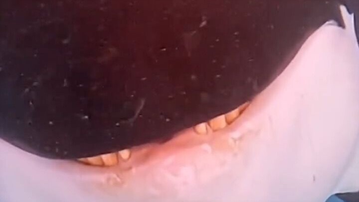 Have you ever seen a killer whale smile?? A baby killer whale shows off its little buck teeth to the