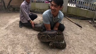 Quái Vật Anaconda 100kg Sổng Chuồng Gây Láo Loạn Nhà Dân| Anaconda