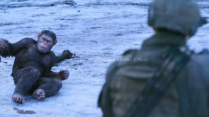 “คุณยอมให้คนอื่นเรียกคุณว่าลา ทั้งที่จริงๆ แล้วคุณเป็นลิง”