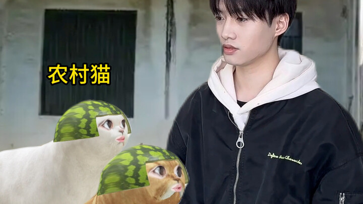 City Cat Meets Left-Behind Cats After Returning to the Village