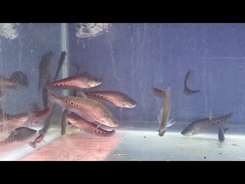 YEAH... AKHIRNYA PELIHARA IKAN BELIDA LAGI