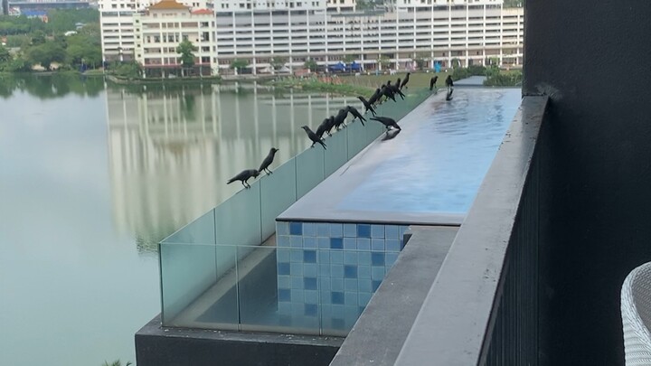 Không giả vờ nữa, thật ra tôi là một druid～