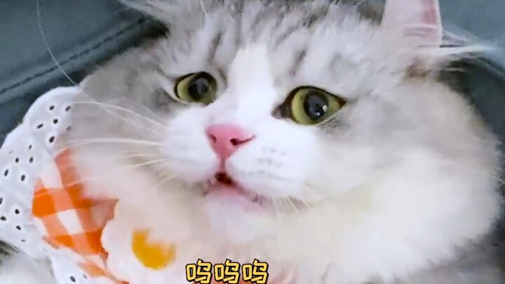 Kucing kecil ini selama ini selalu disiksa dan diintimidasi!!
