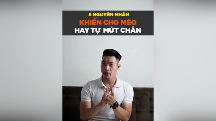 5 nguyên nhân khiến cho mèo hay tự mút chân petonesaigon petnhatrang dcgr tuitienpet