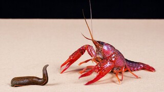 Crawfish vs leeches, who is tougher?