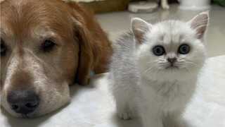 เมื่อไหร่จะเลิกชอบสัตว์ที่เดินกลับบ้านได้สักทีนะ