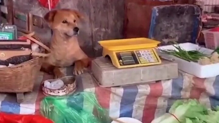 ความเหงาของเจ้านาย