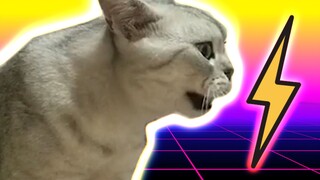 【หยูเสวียน】เสียงร้องของแมวตัวนี้ฟังดูเหมือนดนตรีอิเล็กทรอนิกส์~