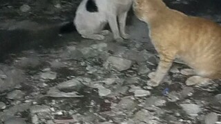 di saat kucing oyen tidak berkutik di mob....