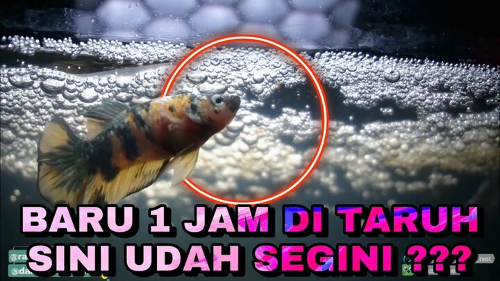 BREEDING 54 PASANG