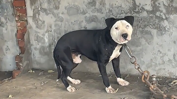 Xấu đến mức này thì tôi thực sự muốn nuôi!