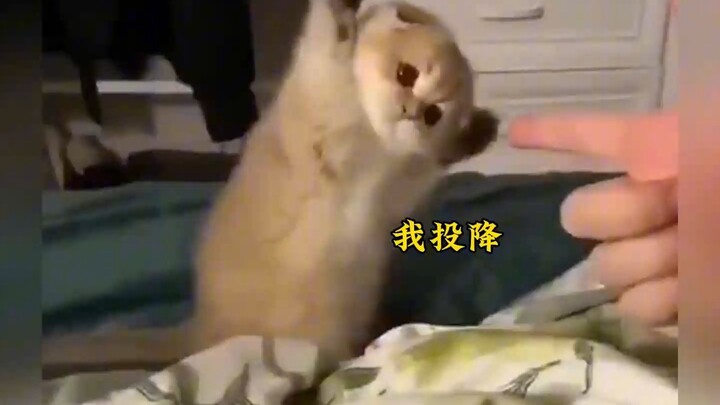 The healing moment of the little kitten is so cute