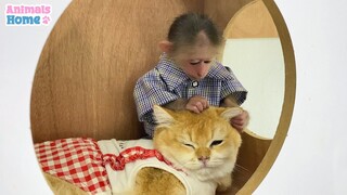 BiBi obedient plays happily with Ody cat