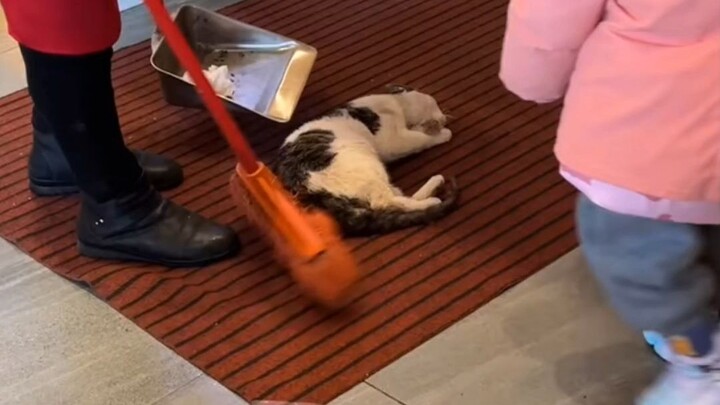 The cat was swept away