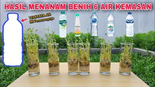 INILAH PEMBUKTIAN AIR MINERAL YANG TERBAIK versi TANAMAN KACANG HIJAU