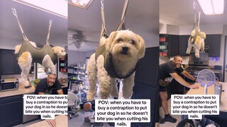 狗狗：剪指甲而已，能不能不玩我？