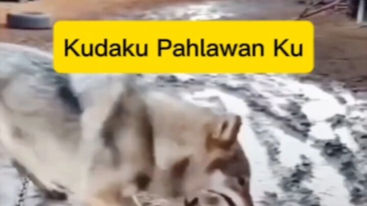 kudaku Pahlawan Ku