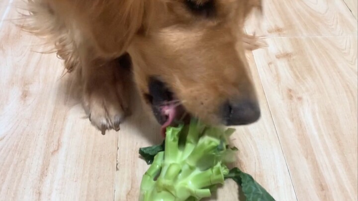 It's veggie time! Yellow dog eating crunchy crunchy stalks