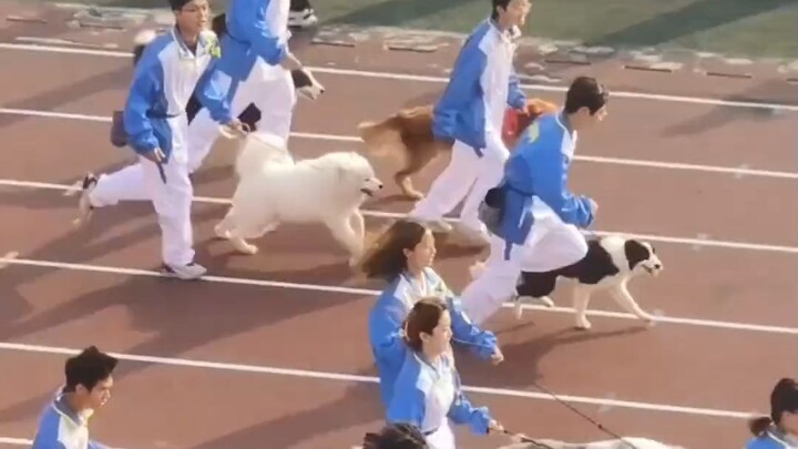 Bukan, masa saat perekrutan kamu nggak bilang bakal bagi-bagi anak anjing?