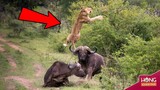 Top 10 loài động vật có thể dễ dàng giết chết Sư Tử | Hóng Khám Phá