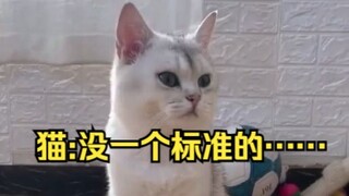 แมว:ไม่มีมาตรฐานเลยสักข้อ……