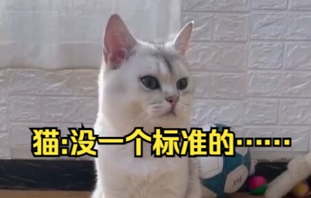 แมว:ไม่มีมาตรฐานเลยสักข้อ……