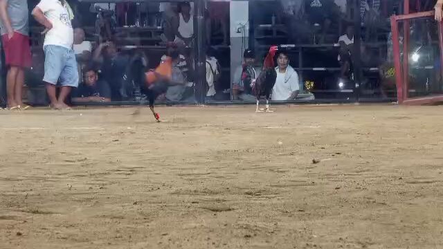 2nd fight 2 stag derby Win golden boy x raptor