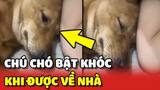 Cảm động chú chó rưng rưng NƯỚC MẮT sau khi được chủ ĐÓN VỀ NHÀ ❤️| Yêu Lu