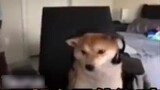 Anjing itu terus menggonggong selama konferensi video, tetapi pemiliknya...