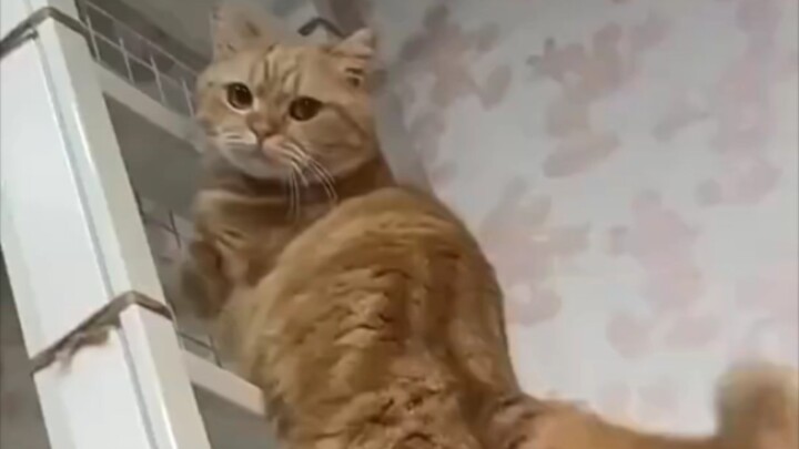 Little Kitty: Watch closely—I’m only doing this once!