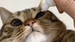 thuốc nhỏ mắt cho mèo