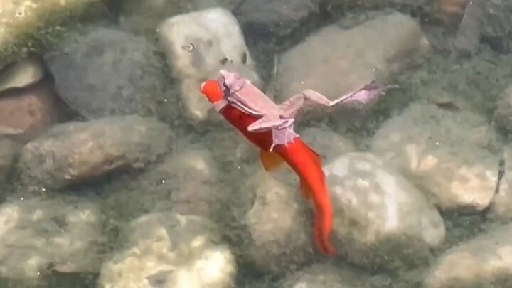 Cá: Lúc nào cậu xuống vậy??