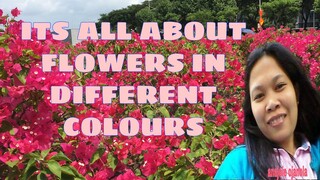 ALL ABOUT FLOWER IN DIFFERENT COLOURS