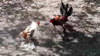 Sabong King 9 Draw Black Rooster Bilibili