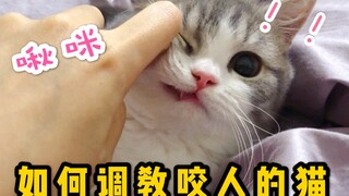 【Buta's Diary】So Cute! How to Train (and Get Back at) a Biting Kitten? Plus a Practical Fortune Cat 