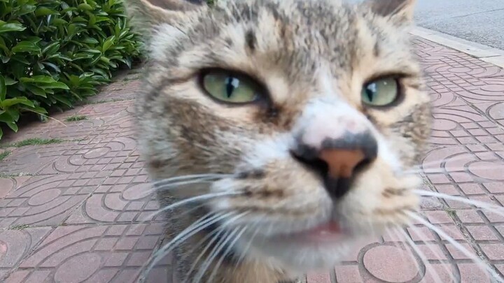 The Most Beautiful College Girl: This cat is seriously adorable, but I don’t have a home.