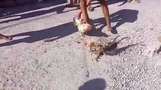 di naka Lusot ang 2times winner ng kalaban🤏