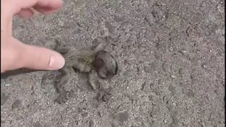 A Brazilian man found a baby white-eared marmoset that had fallen on the road, picked it up and retu