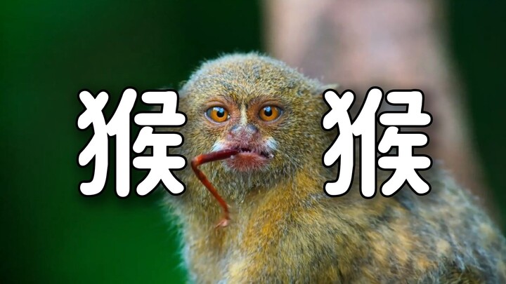 《手长在别人腿上的猴猴》