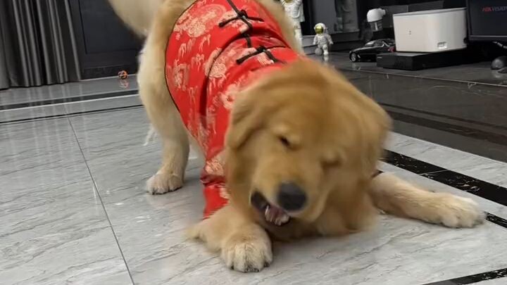 em nó đi múa kiếm tiền tiêu Tết dc rồi 🤣🤣
