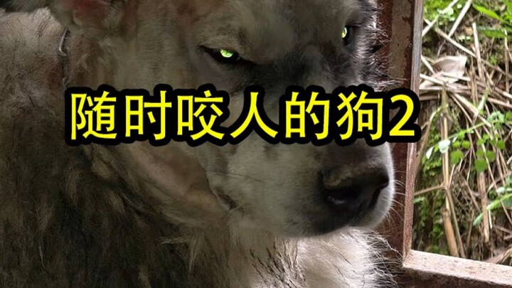 Anjing yang suka menggigit secara liar bahkan tidak mampu melakukan kegiatan sehari-hari sendiri.