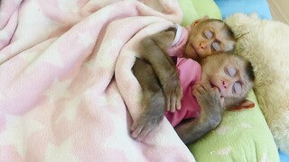 Moment Relax | Two Adorable Baby Monkey Maki and Maku Very Sleeping Well After Mom Comfort