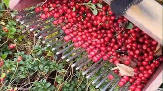 Harvesting cranberries and blueberries using special tools is a job that requires practice to become